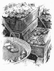 Rustic Display Of Tomatoes For Sale Black And White | Obraz na stenu