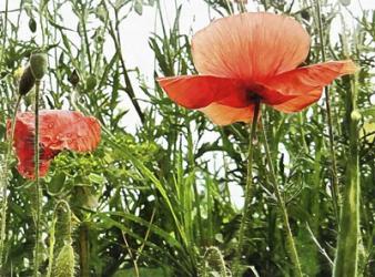 Poppies After The Rain | Obraz na stenu