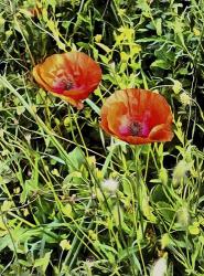 Poppy Beauties | Obraz na stenu