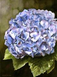 Blue Hydrangea | Obraz na stenu