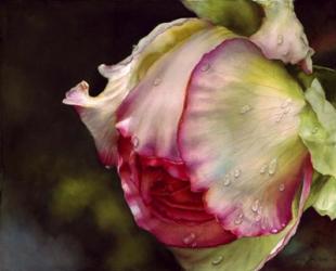 Pink Rose With Raindrops | Obraz na stenu