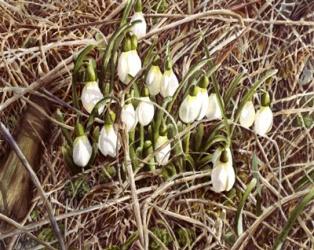 Snowdrops | Obraz na stenu