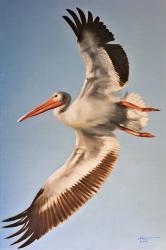 White Pelican | Obraz na stenu