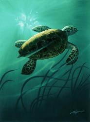 Green Sea Turtle | Obraz na stenu