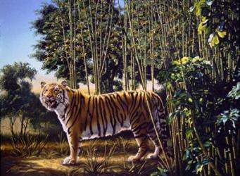 Hidden Tiger | Obraz na stenu