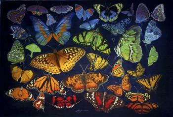 Butterflies | Obraz na stenu