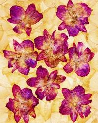 Dried Flowers 44 | Obraz na stenu