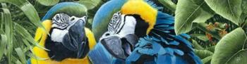 Blue & Yellow Macaws | Obraz na stenu