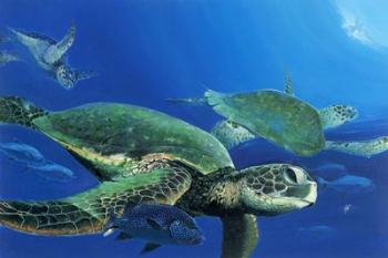 Green Sea Turtles | Obraz na stenu