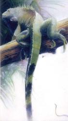 Iguana | Obraz na stenu