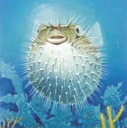 Puffer Fish | Obraz na stenu