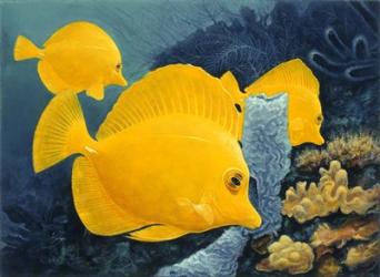 Yellow Tangs | Obraz na stenu