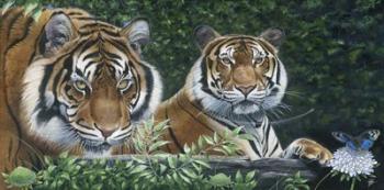 Sumatran Tigers | Obraz na stenu