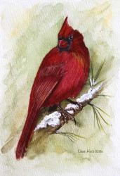 Cardinal On Snowy Branch | Obraz na stenu