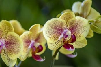 Exotic Orchid 01 | Obraz na stenu