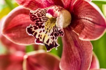 Exotic Orchid 03 | Obraz na stenu