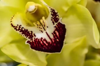 Exotic Orchid 04 | Obraz na stenu