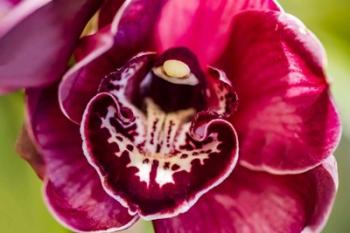 Exotic Orchid 08 | Obraz na stenu