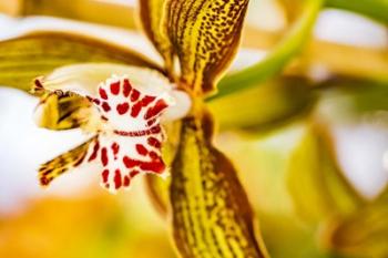 Exotic Orchid 10 | Obraz na stenu