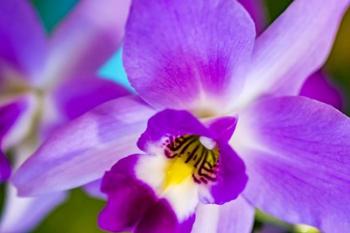 Exotic Orchid 11 | Obraz na stenu