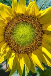 Sunflower Close Up | Obraz na stenu