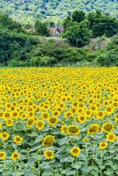 Sunflower Field 01 | Obraz na stenu