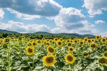 Sunflower Field Against Sky 02 | Obraz na stenu