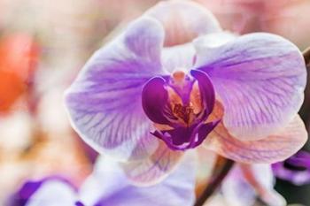 Orchid Vibrancy 5 | Obraz na stenu