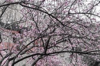 Cherry Blossom in Japanese Garden | Obraz na stenu