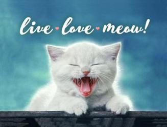 Live Love Meow | Obraz na stenu