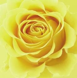 Yellow Rose | Obraz na stenu