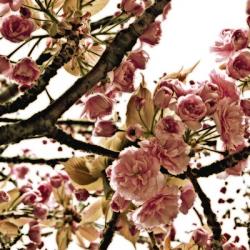 Pink Blossom I | Obraz na stenu