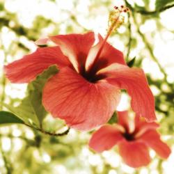 Hibiscus | Obraz na stenu