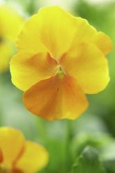 Yellow Pansy | Obraz na stenu