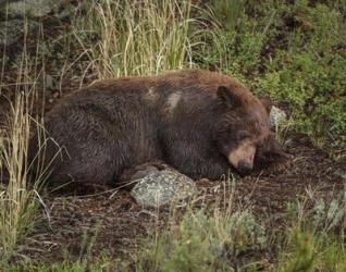 Cinnamon Bear Sleeps | Obraz na stenu