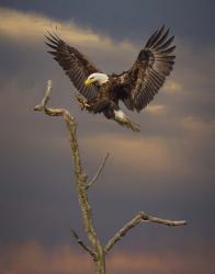 Eagle Landing on Branch | Obraz na stenu