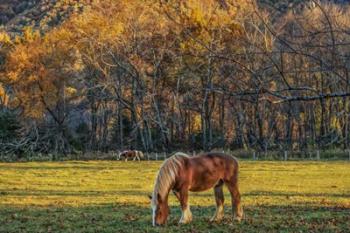 Cades Cove Horses At Sunset | Obraz na stenu