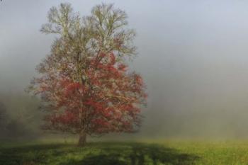 Cades Cove Tree | Obraz na stenu