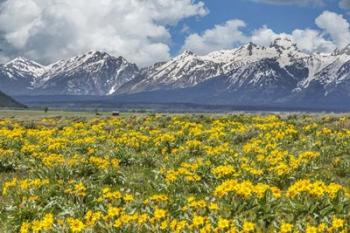 Wild Flowers With Mountains (YNP) | Obraz na stenu