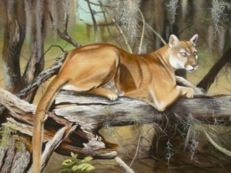 Florida Panther | Obraz na stenu