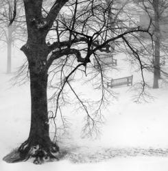 Two Park Benches | Obraz na stenu