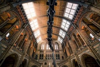 Natural History Museum II | Obraz na stenu