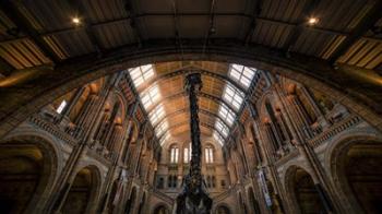 Natural History Museum III | Obraz na stenu