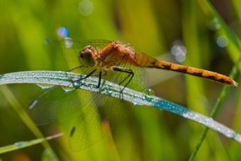 Orange Dragonfly | Obraz na stenu