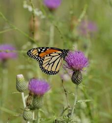 Orange Butterfly On Purple Bloom | Obraz na stenu