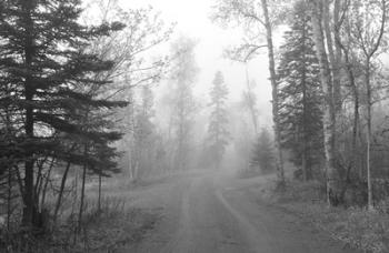 Path Through Woods Black And White | Obraz na stenu