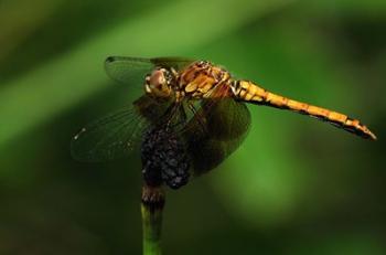 Orange Dragonfly On Stem | Obraz na stenu