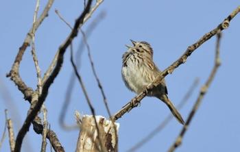 Singing Bird On Branch | Obraz na stenu