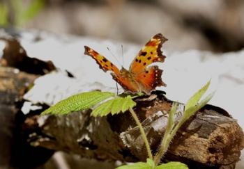 Orange And Black Butterfly On Wood | Obraz na stenu