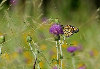 Orange Butterfly On Purple Flower Bloom I | Obraz na stenu